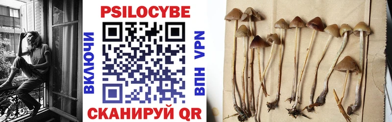 omg ТОР  наркота  Вилючинск  Псилоцибиновые грибы Psilocybine cubensis 